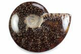 Polished Ammonite (Cleoniceras) Fossil - Madagascar #364947-1